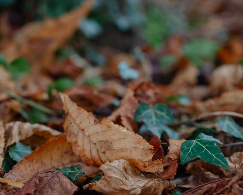 A Seasonal Notebook | Autumn 2024