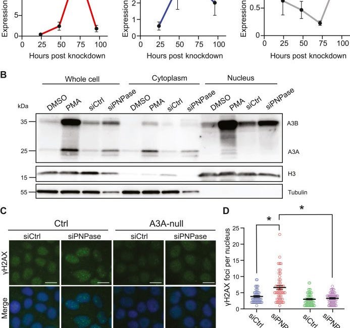 CANCER: "COMBINED" FEEDBACK LOOP of cGAS STING AND APOBEC: DNA plasmid in LNP +DS RNA triggers cGAS STING AND induction of DNA deaminase APOBEC3A + nuclear DNA damage: