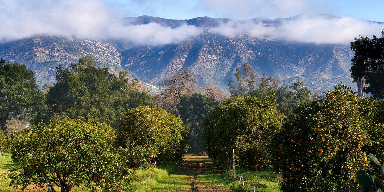 The End of Ojai Citrus?