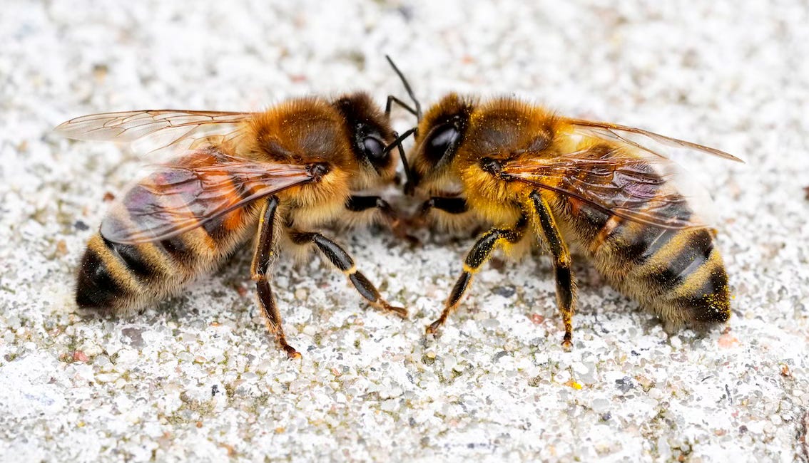 La danse des abeilles : entre instinct et apprentissage social