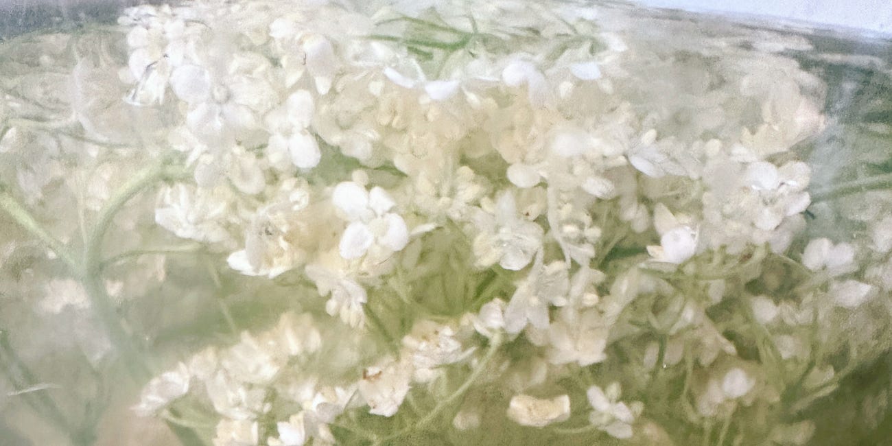 In Good Taste #9: Elderflower "Champagne"