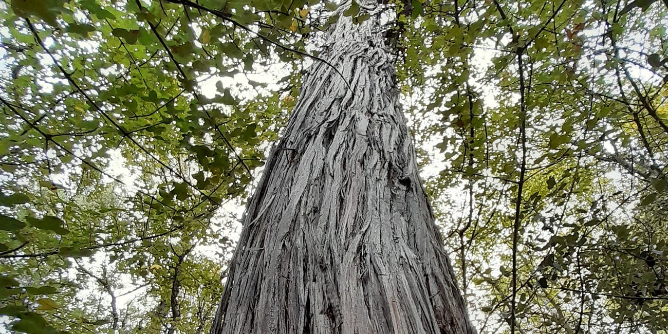 GINEBRE MONUMENTAL DE LES LLACUNES D'ESTANYA