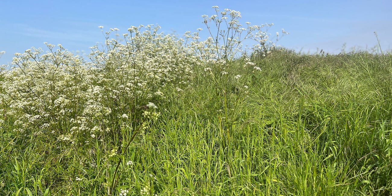 NOTES from. the plant kingdom // cow parsley