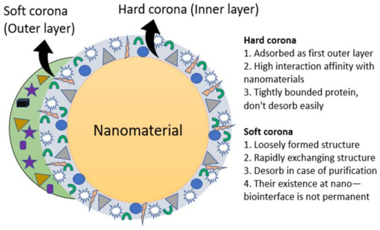 LNPs und ihre Protein-Corona