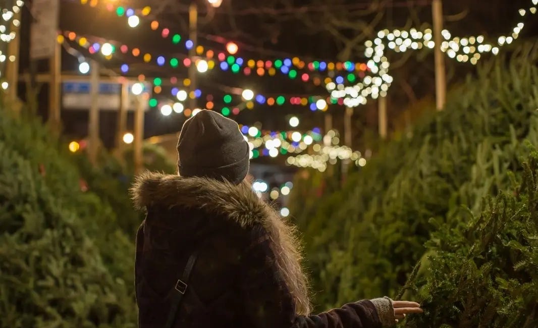 Where to Find Live Christmas Trees Near Bradenton This Holiday Season