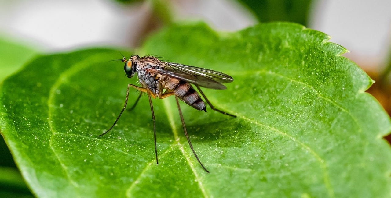 It’s swimming, cookout and mosquito season. Here’s how to keep the little buggers at bay