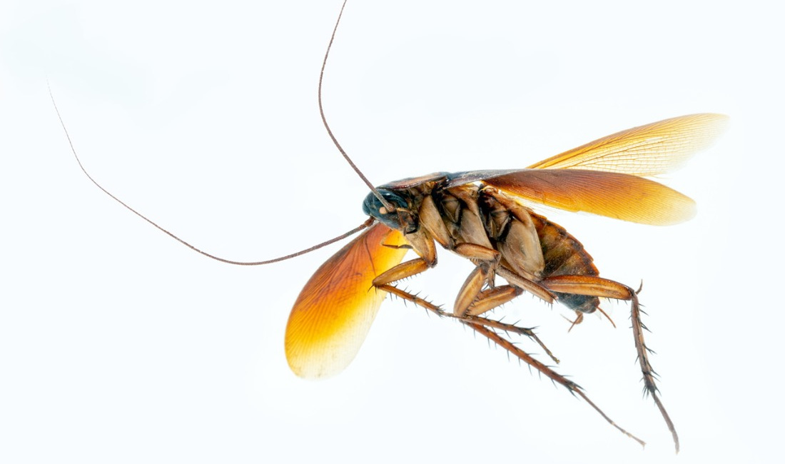 The Flying Cockroach