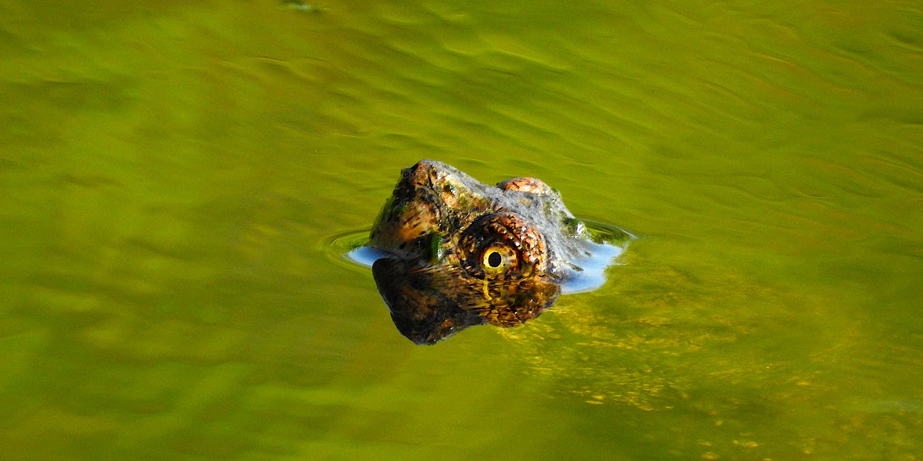Snapping Turtle: "Surfacing"