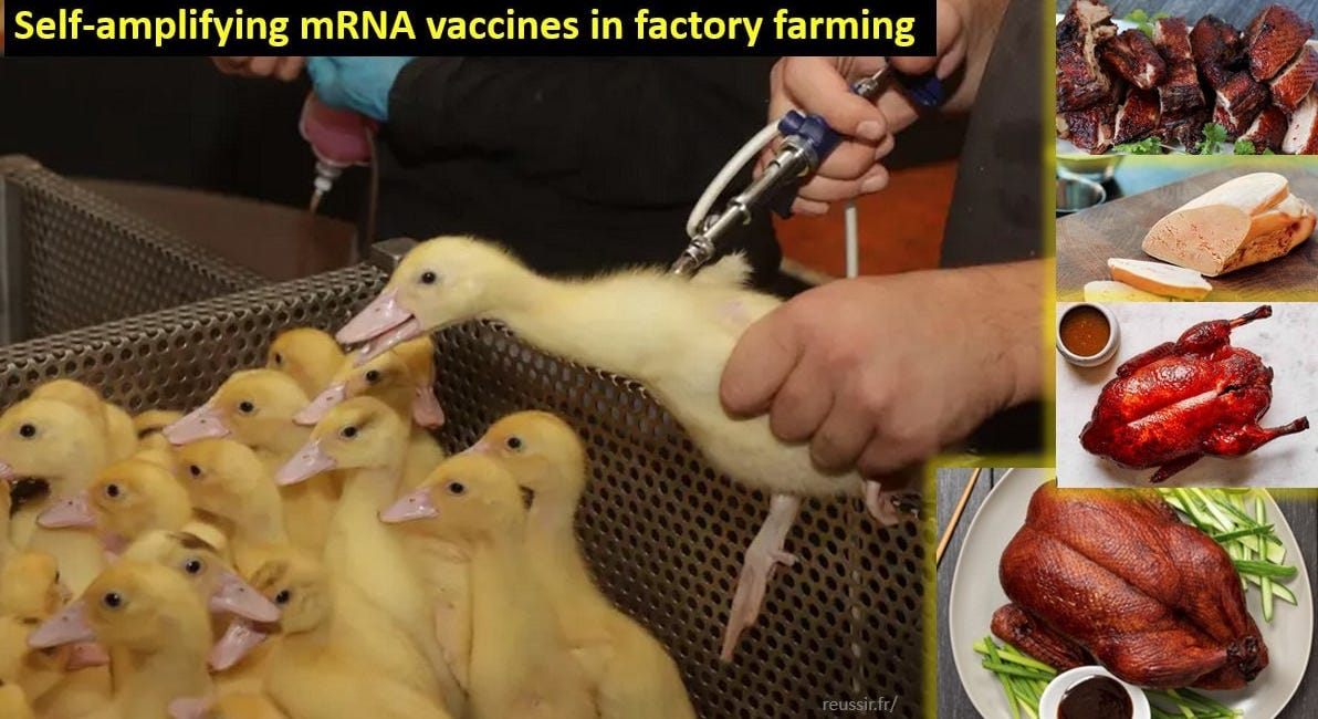 Meanwhile in France: SELF-AMPLIFYING mRNA Vaccine Is Now Being Used in the Factory Farming of Ducks