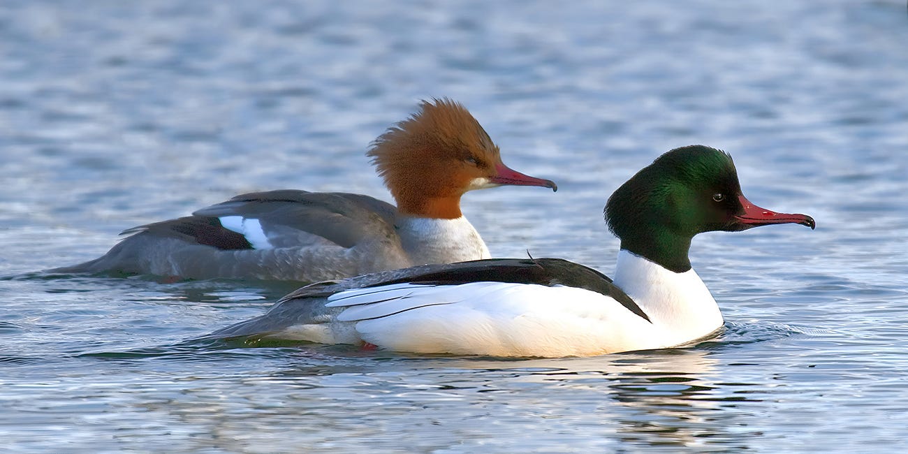 The mergansers of Appalachia