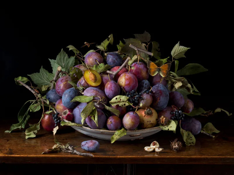 A Message From My Italian Plum Tree 