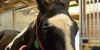 Sparkles Returns Home After Life-Saving Surgeries Following Myakka City Crash