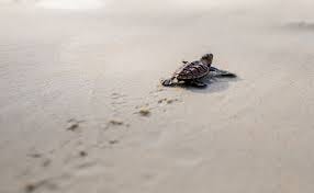 Sea Turtle Nesting Season Returns to Anna Maria Island Amid Post-Hurricane Challenges