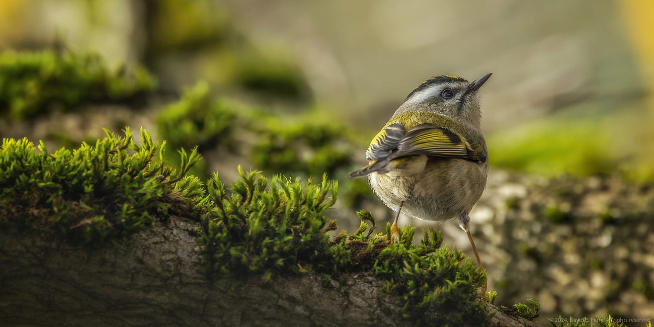 Birds Seem Drawn To Quiet Souls
