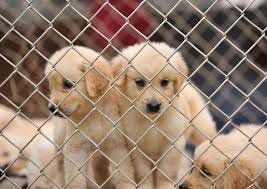 Manatee County Weighs Compromise on Retail Pet Sales Ban