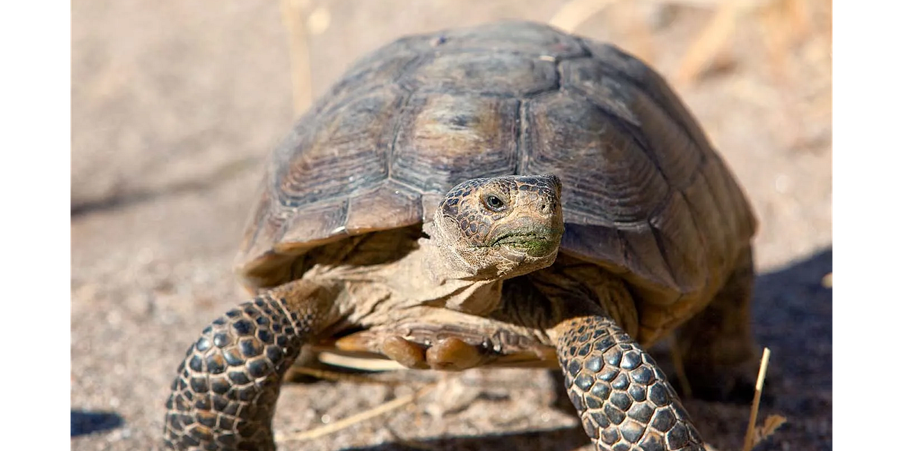 The Desert Tortoise’s New Endangered Status