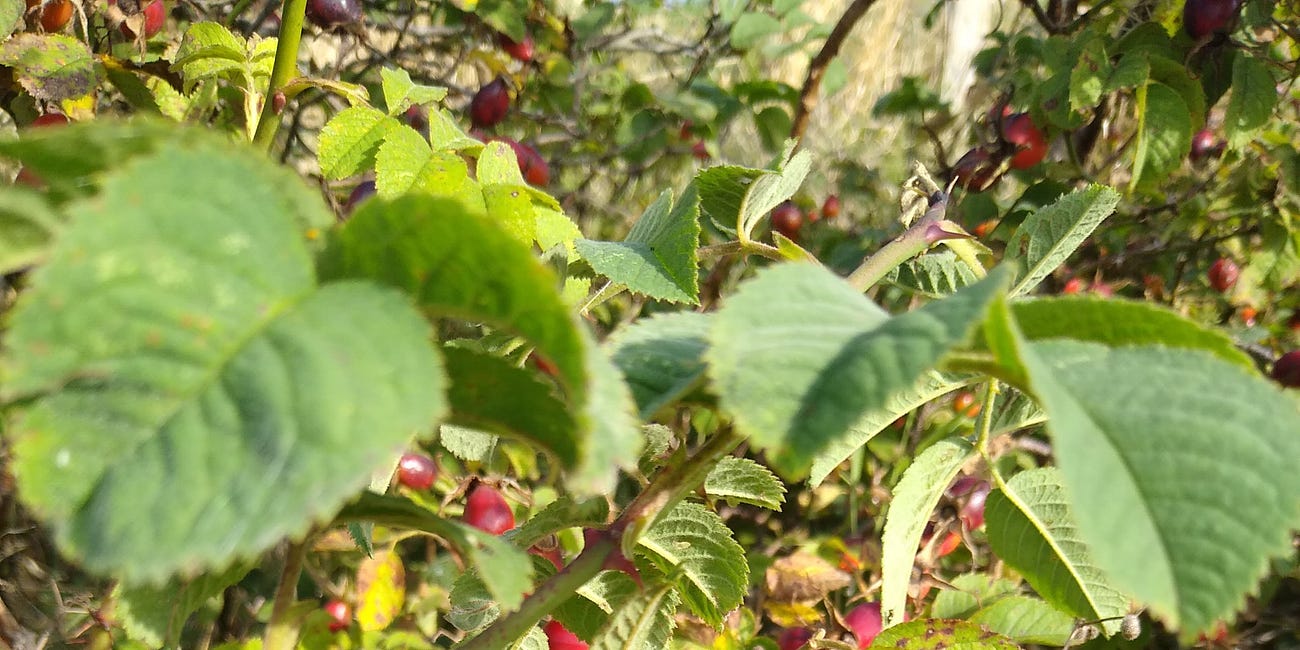 Rosehips