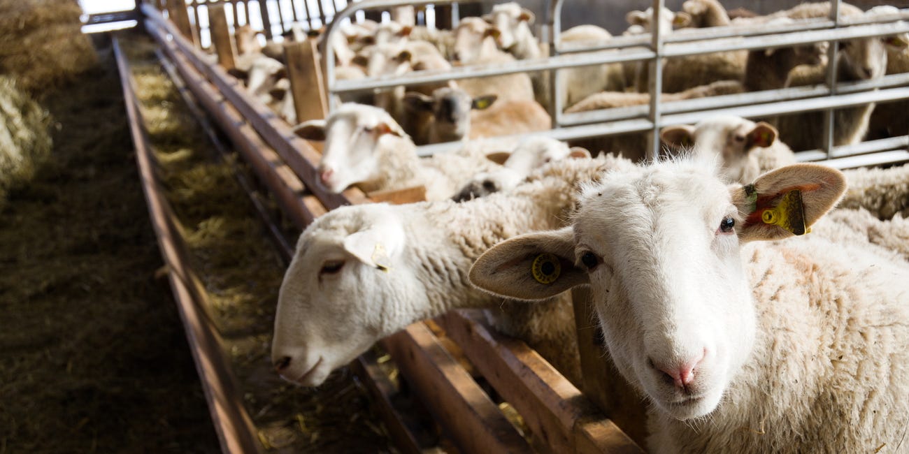 The Costs of Maedi-Visna for Sheep Farms
