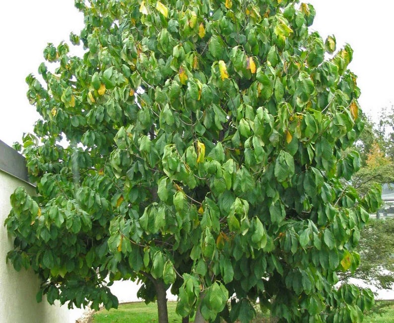 Beautify Your Garden Year-Round with Pawpaw Trees
