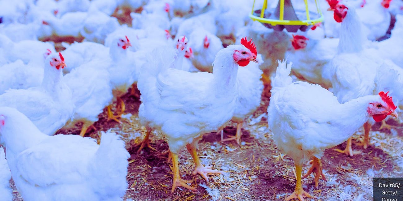 Canada Buys 500,000 Formaldehyde- and Mercury-Containing Bird Flu Vaccines Amid Internationally Coordinated Pandemic Push