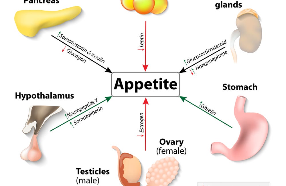 Obesity and The Hypothalamus