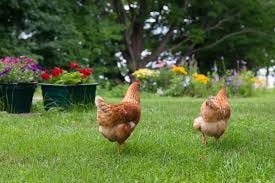 Backyard Chickens Coming to Bradenton: New Ordinance Allows Up to Four Hens per Home
