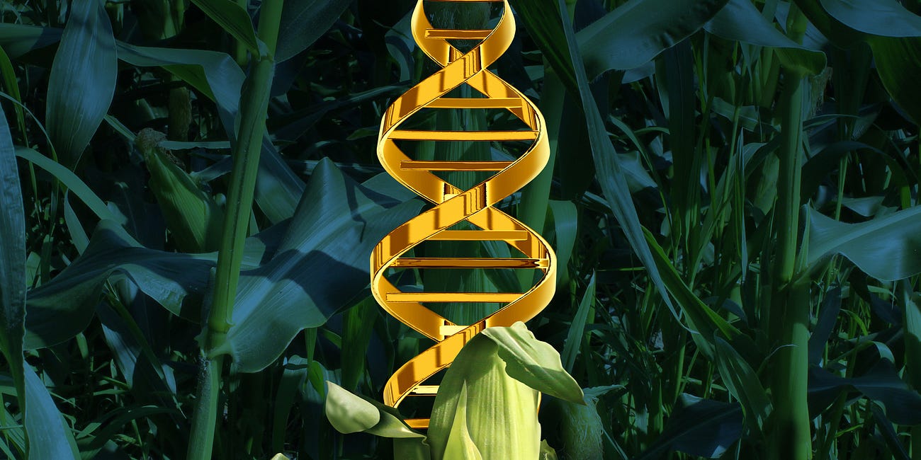 GMOs: Good, Man-Made Organisms