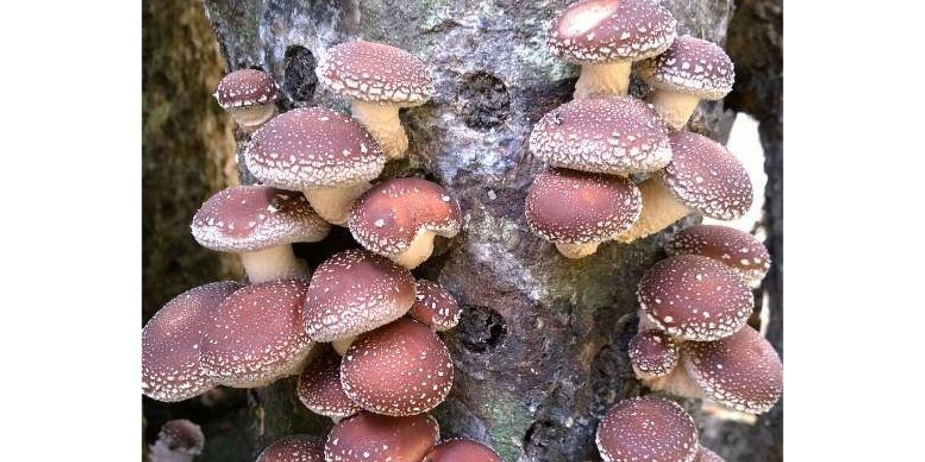 高山菇: High as a High Mountain Mushroom