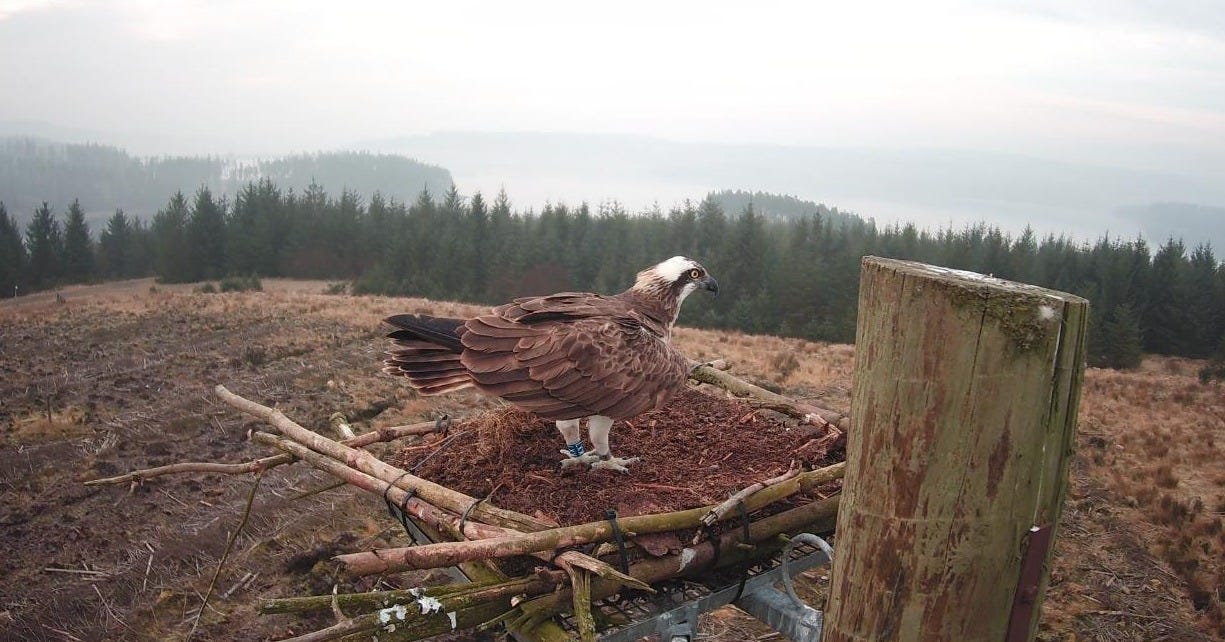 Osprey wins the race back for the best nest