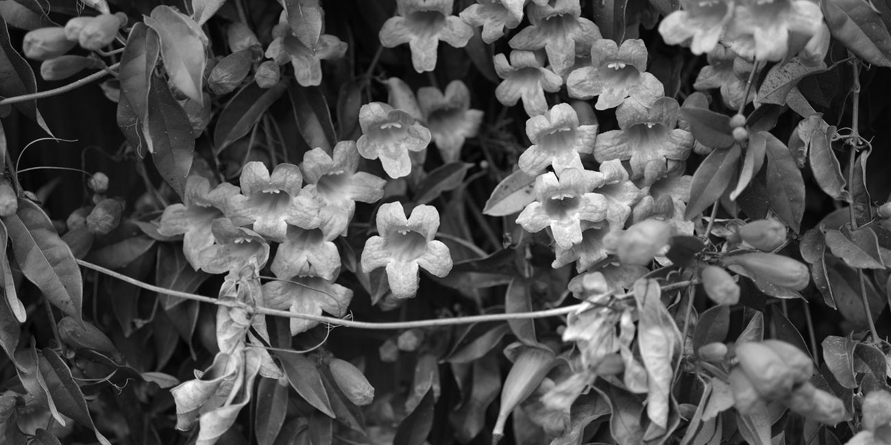 Monochrome Macro Melee!