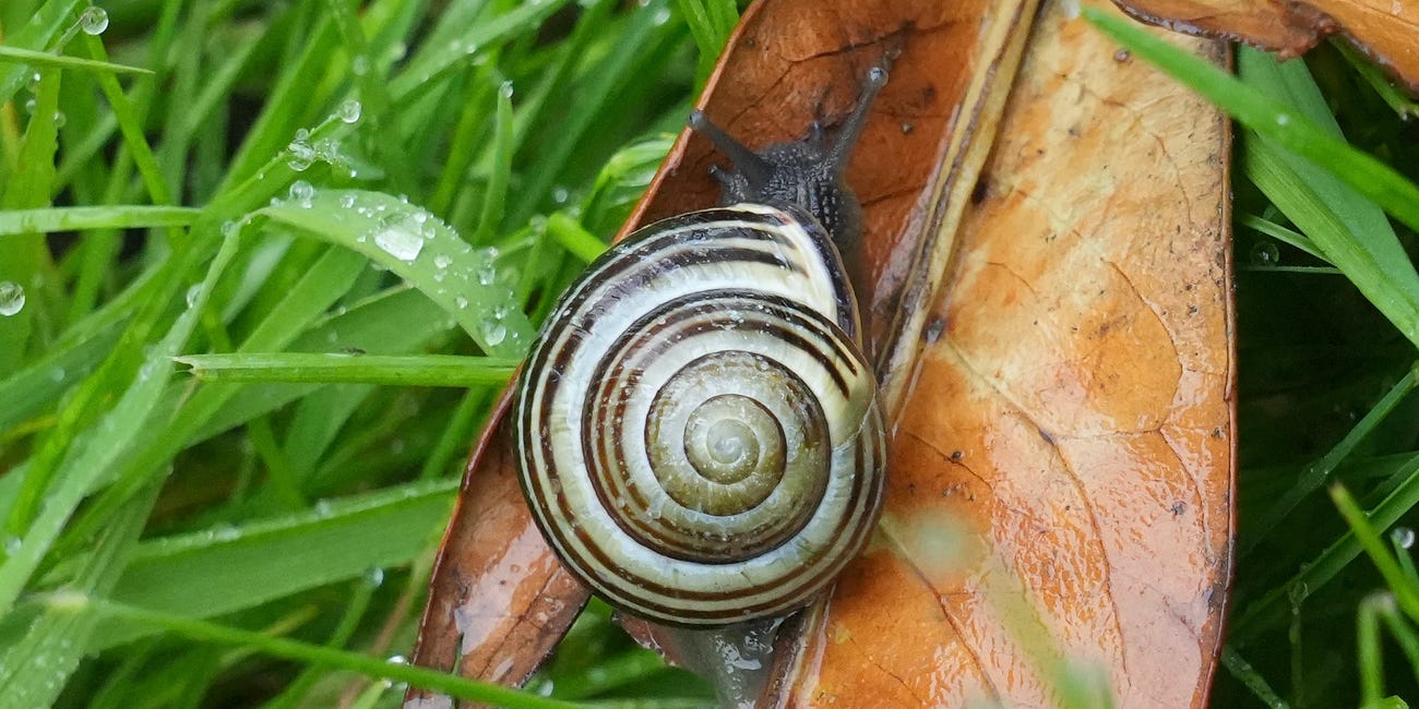16 ways gardeners can live alongside slugs and snails