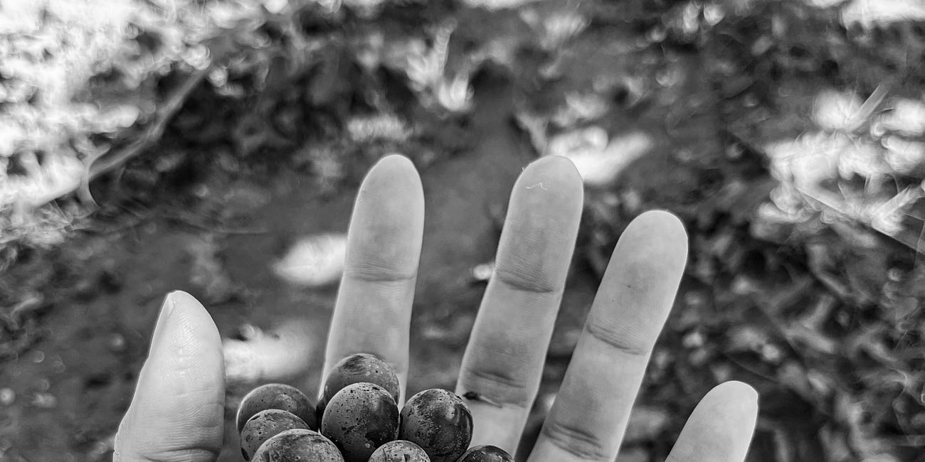 The Harvest