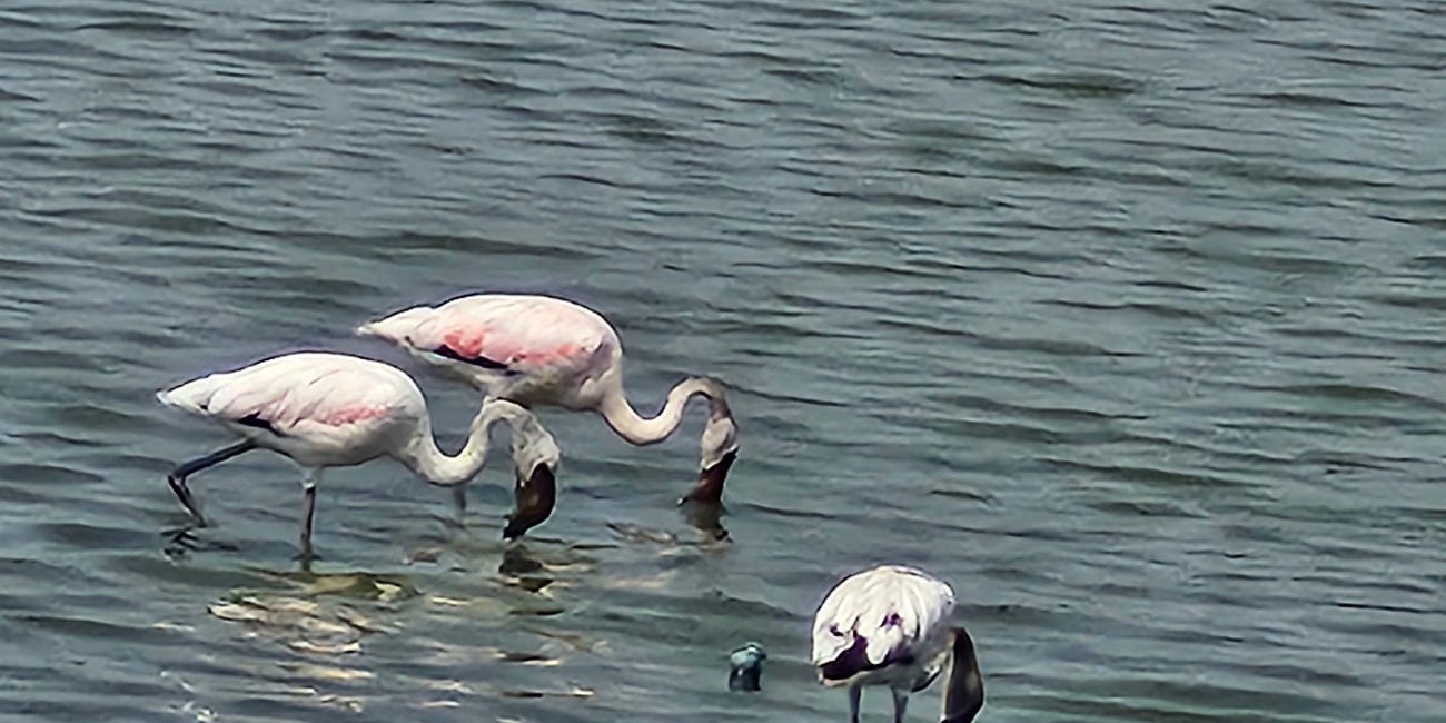 The Flamingos of Navi Mumbai