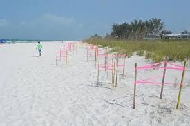 Early Patrols Begin on Anna Maria Island Ahead of Sea Turtle Nesting Season