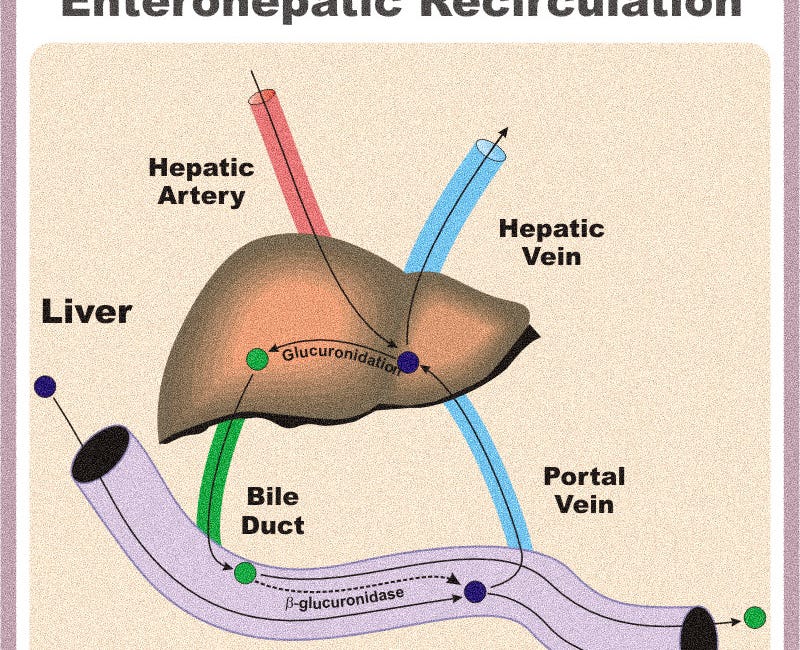 Enterohepatic Recirculation: Why Constipation is Dangerous to Your Health