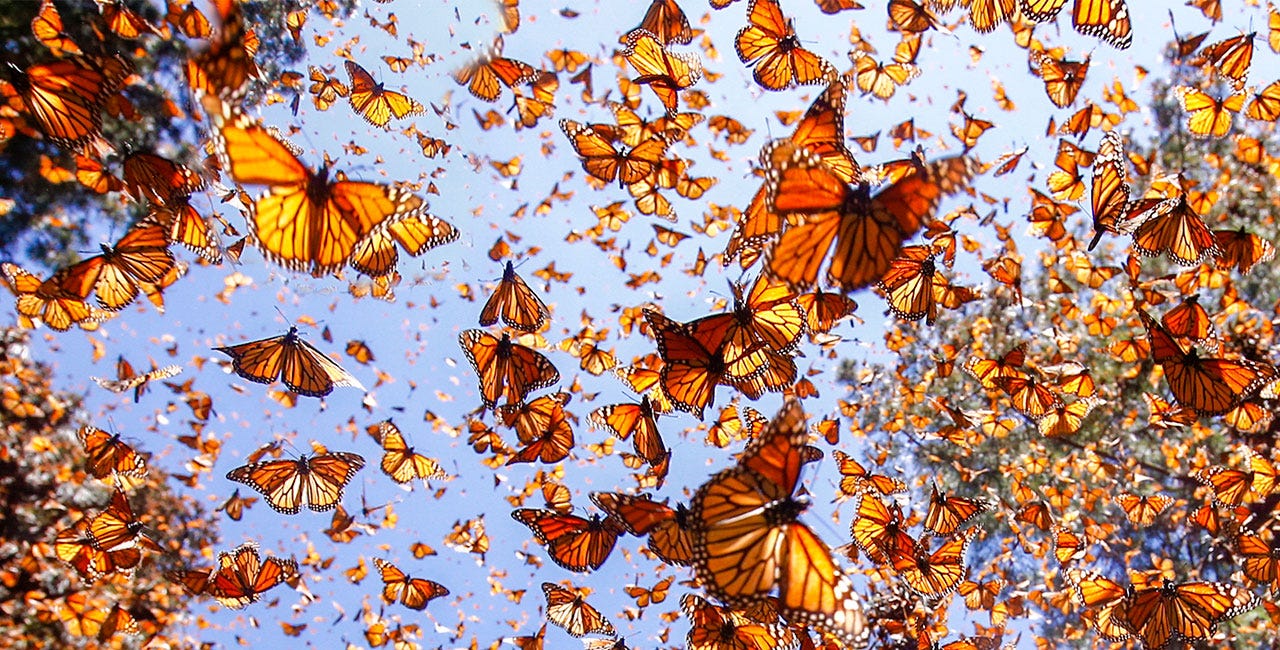 The great social media migration