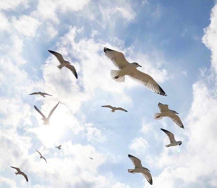 Paradise of Birds That Flew Away