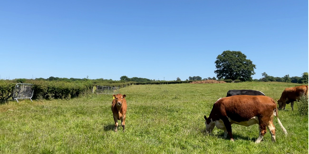 The Farmers’ protests explained & are we likely to see similar protests in the UK? 