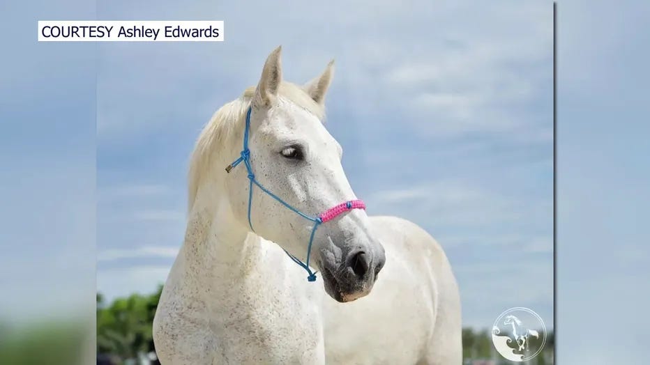 Manatee County Family Seeks Help to Find Missing Horse