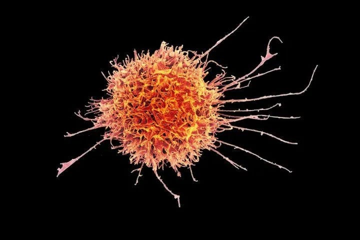 What do we need an immune system for?