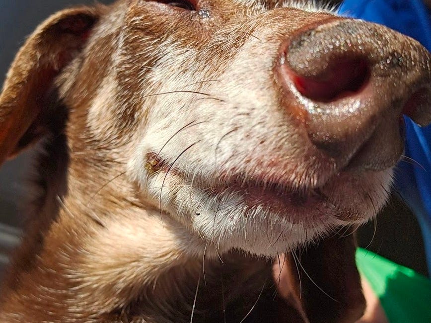 Sun Sneezes