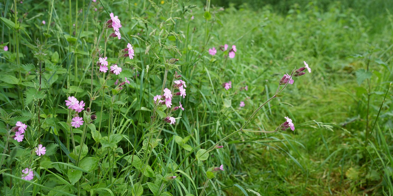 Silene dioica | pink campion