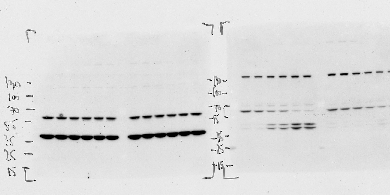 Can we trust clinical trials from China?