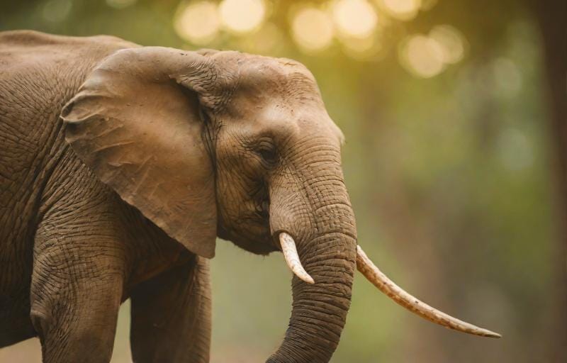 The Ant and the Elephant