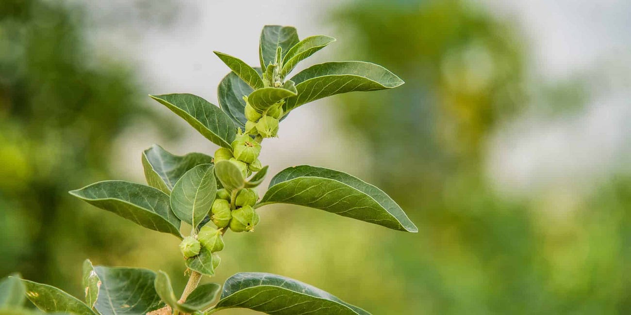 Ashwagandha Explained: How This Ancient Adaptogen Can Reduce Stress and Improve Sleep