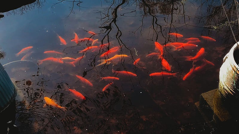 How Many Goldfish Are Too Many?