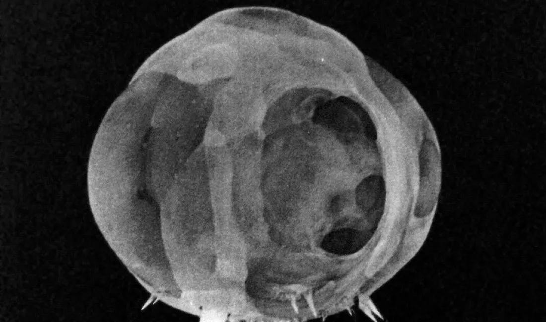 Disarming an Atomic Bomb Is the Worst Job in the World