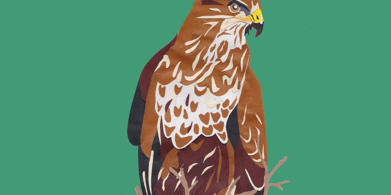 Why I'm no longer saying "It's just a buzzard"