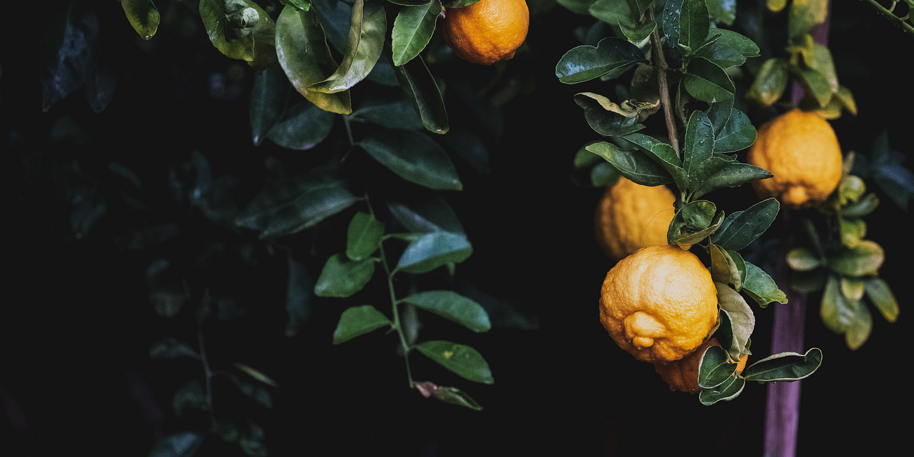 Lemon Tree: A symbol of prosperity and demise alike