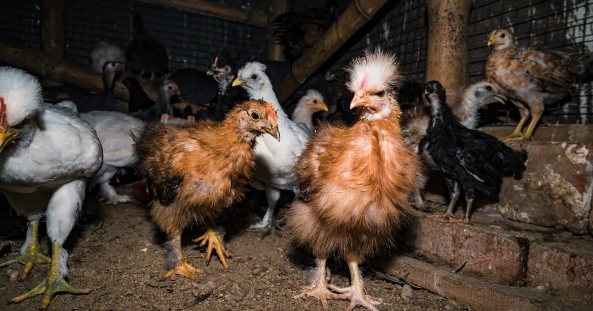 The Next Big Scam: Moderna's New mRNA Bird Flu 'Vaccine' and the Globalist Agenda